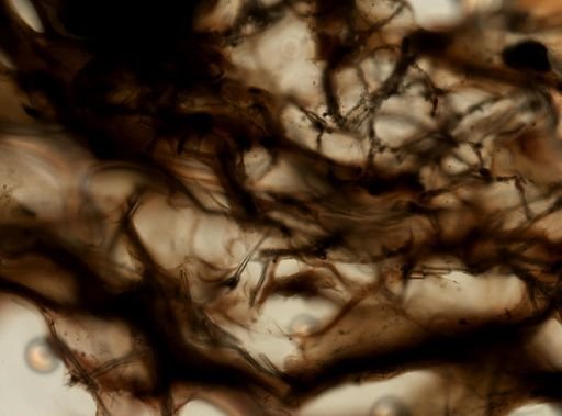 Dysidea sp.