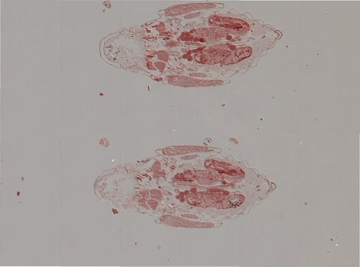 Rhopalosiphum nymphaeae