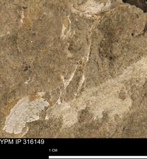 undet. Bivalvia