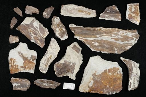 Xiphactinus sp.