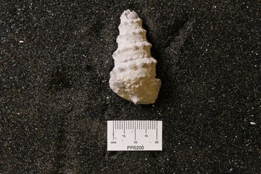Murchisonia intermedia?