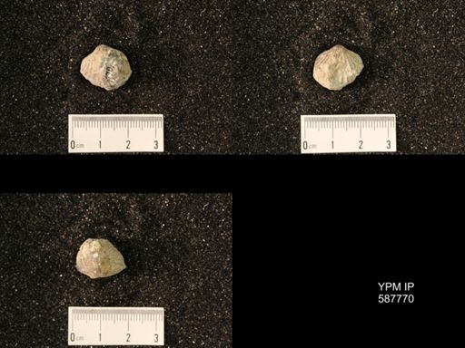 Anastrophia internascens