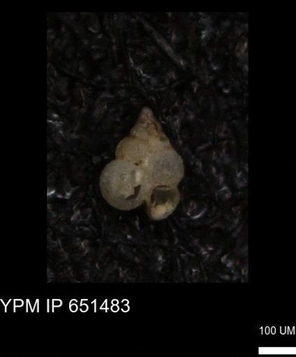 undet. Heterohelicidae