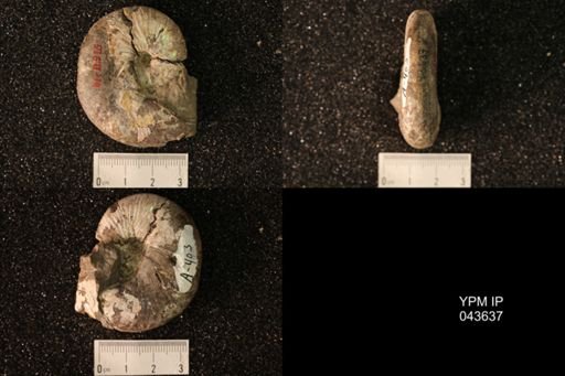 Hoploscaphites nicolletii