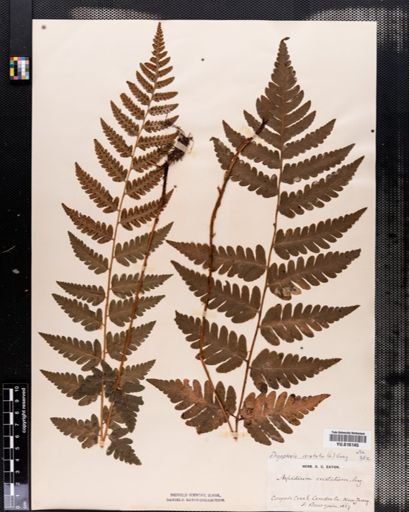 Dryopteris cristata