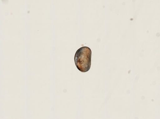Cypris sp.
