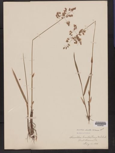 Anthoxanthum hirtum