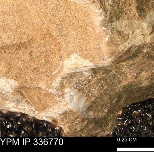 undet. Bivalvia