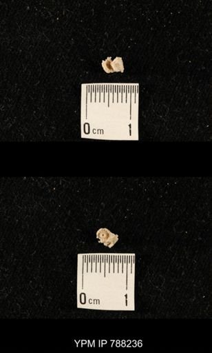undet. Crinoidea