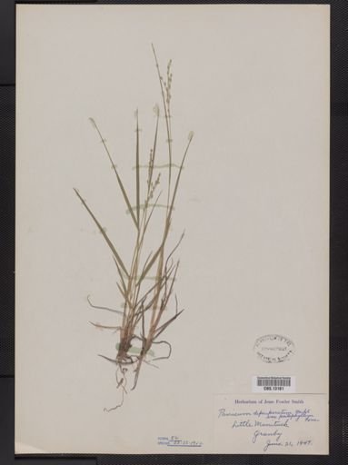 Panicum depauperatum