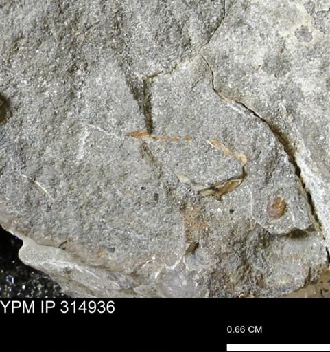 undet. Bivalvia