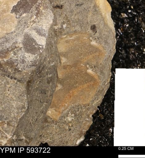 Baculites sp.