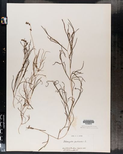 Potamogeton pectinatus