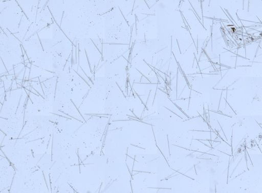 Suberitidae