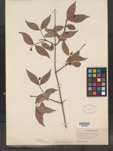 Plantae