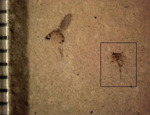 Diptera?