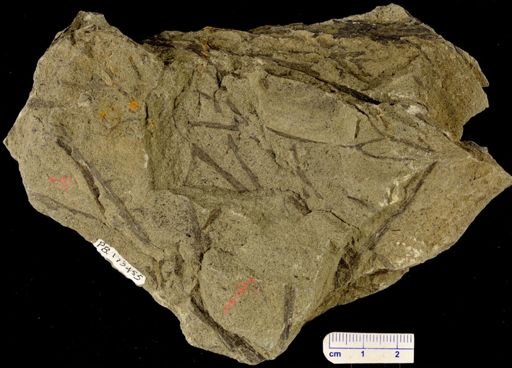 Chaleuria cirrosa