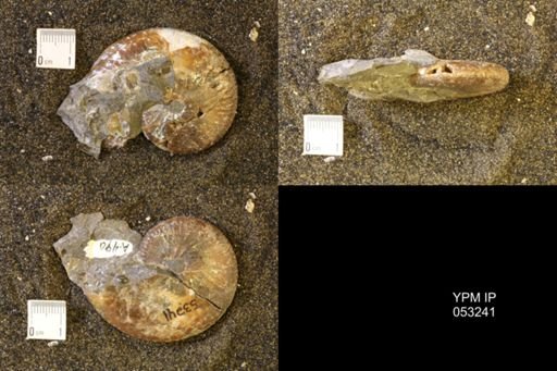 Discoscaphites conradi