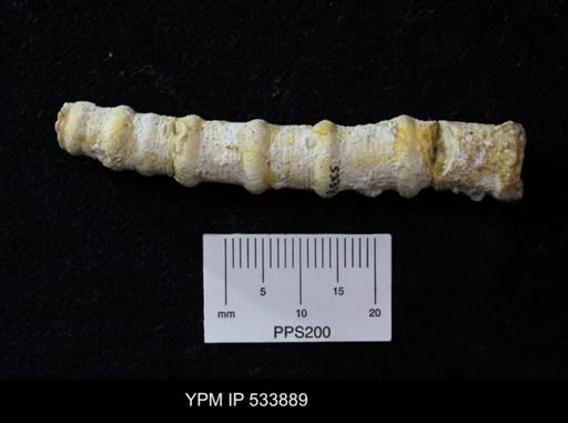 undet. Crinoidea