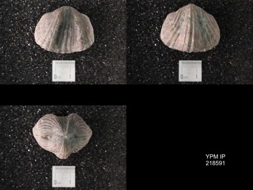 Platystrophia ponderosa