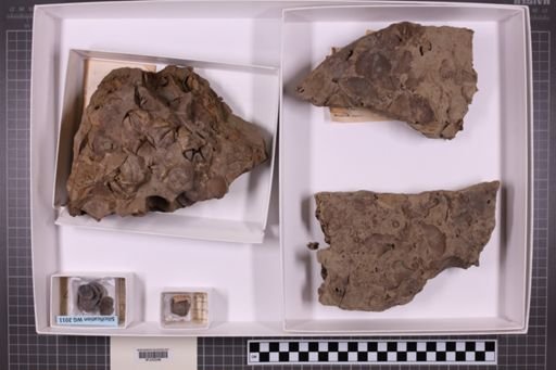 mixed taxa, stratigraphic collection