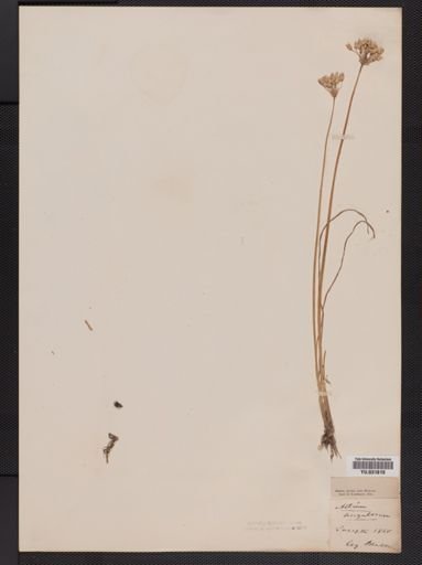 Allium
