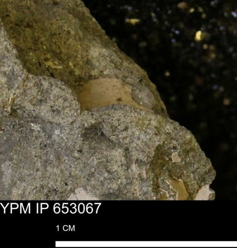 undet. Mollusca