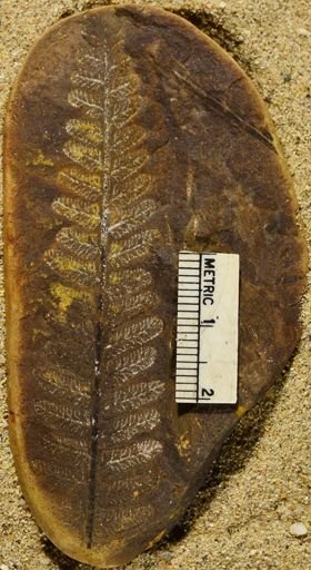 Pecopteris