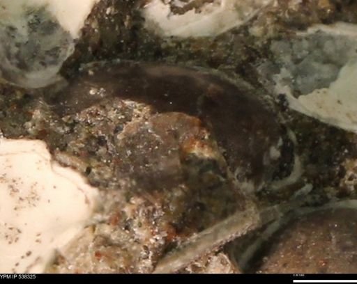 Corbulamella gregaria