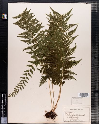 Cystopteris bulbifera