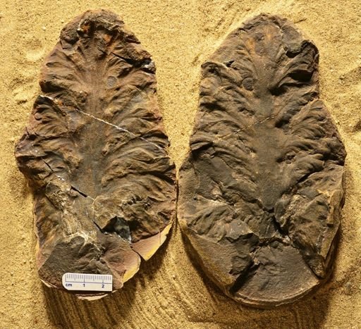 Aphlebia