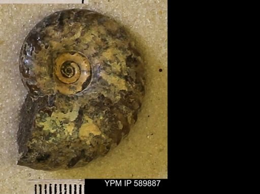 undet. Scaphitidae