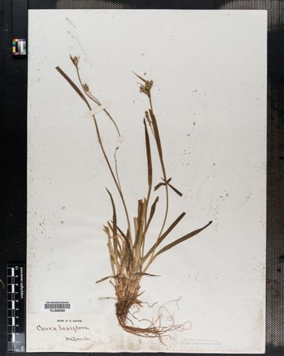 Carex laxiflora