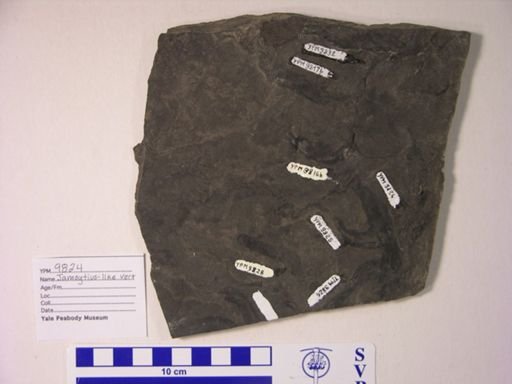 cf. Jamoytius