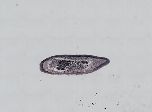 Plagiostomum cinctum