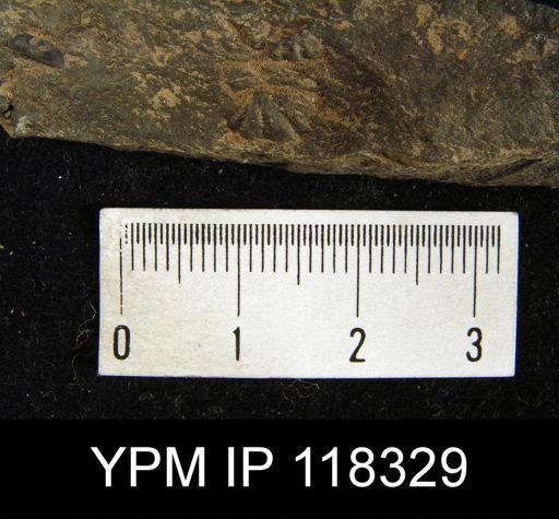 Delthyris crispa
