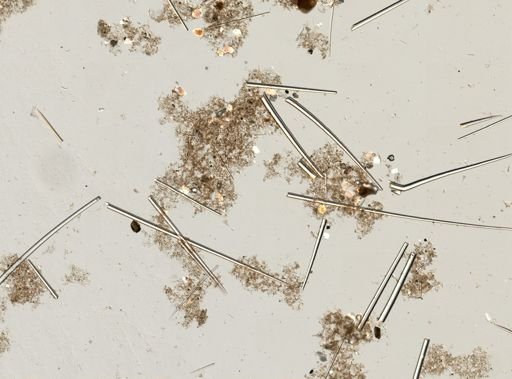 Thenea muricata