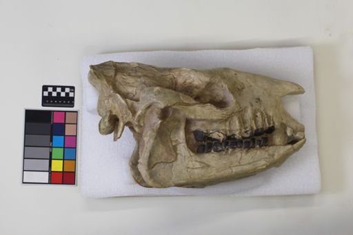 Subhyracodon occidentalis