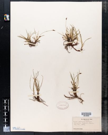Carex umbellata