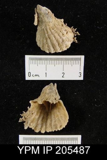 Meekella sp.