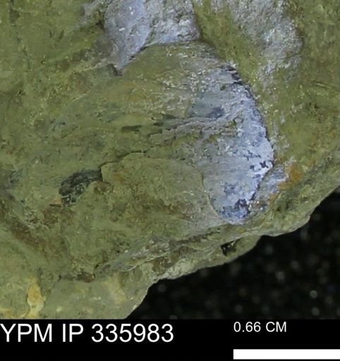 undet. Mollusca