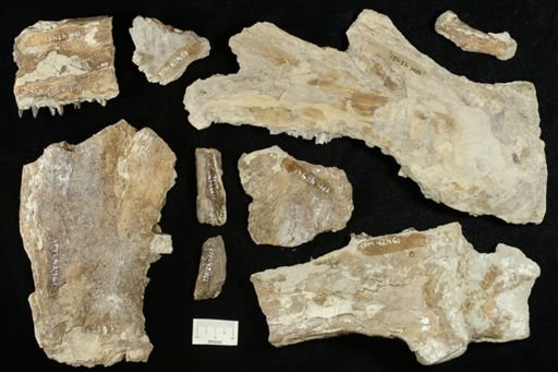 undet. Ichthyodectidae