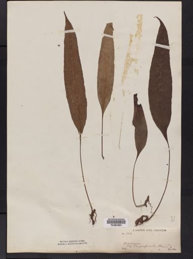 Polypodium