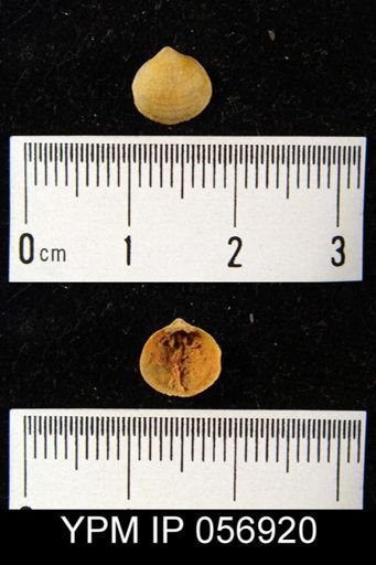 Nucleospira ventricosa
