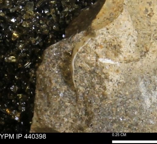 undet. Bivalvia