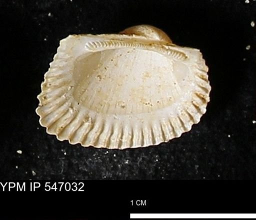 Scapharca transversa