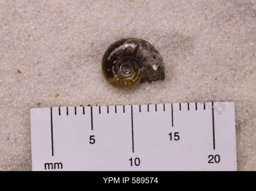 Hoploscaphites comprimus