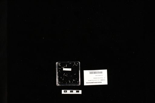 Adelphobates galactonotus