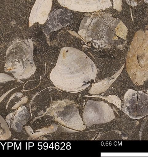 Protocardia sp.