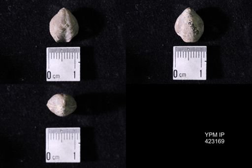 Dielasma turgida